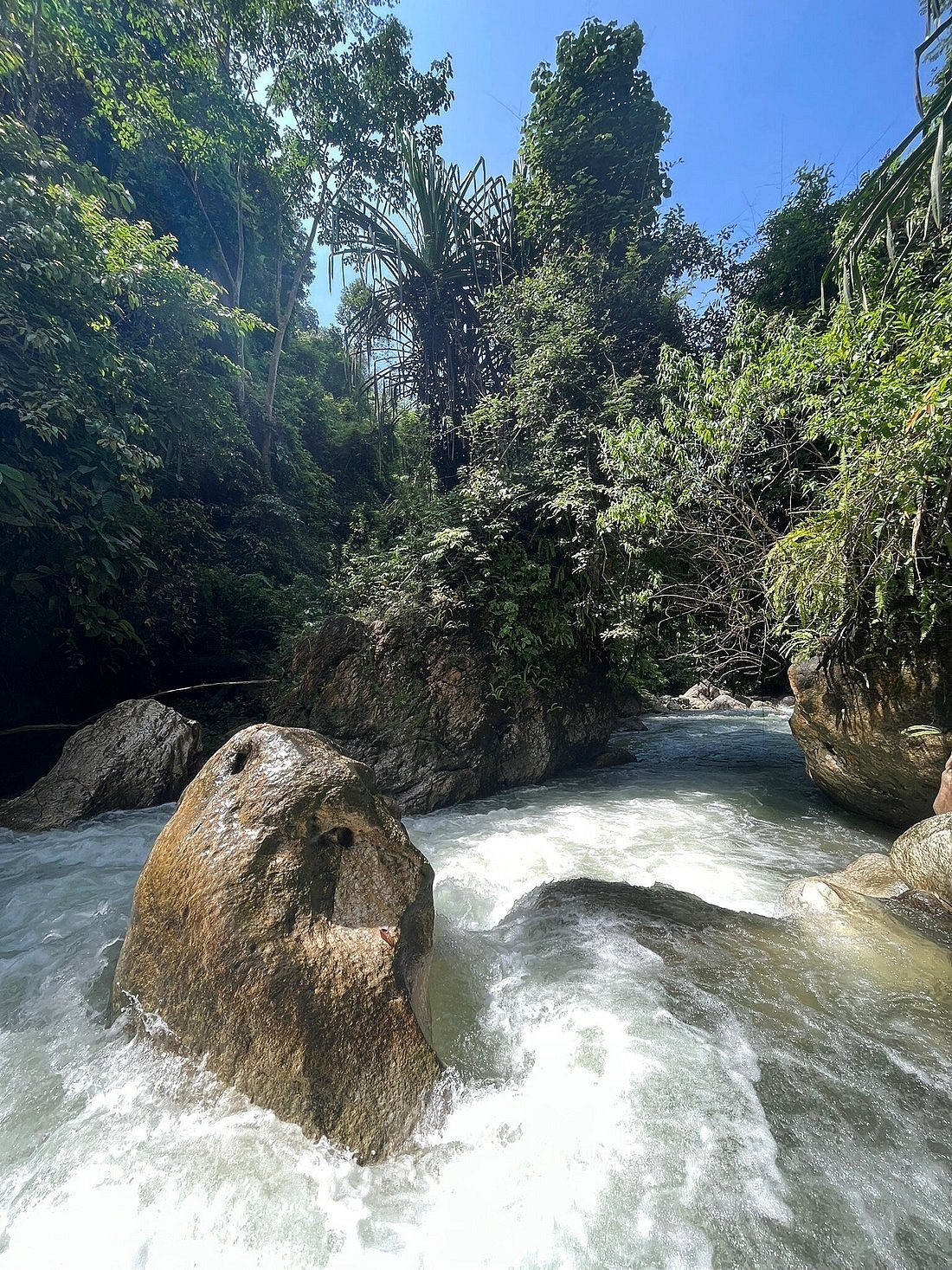 Wild Sumatran orangutan climbing through the rainforest canopy of Gunung Leuser National Park near Bukit Lawang