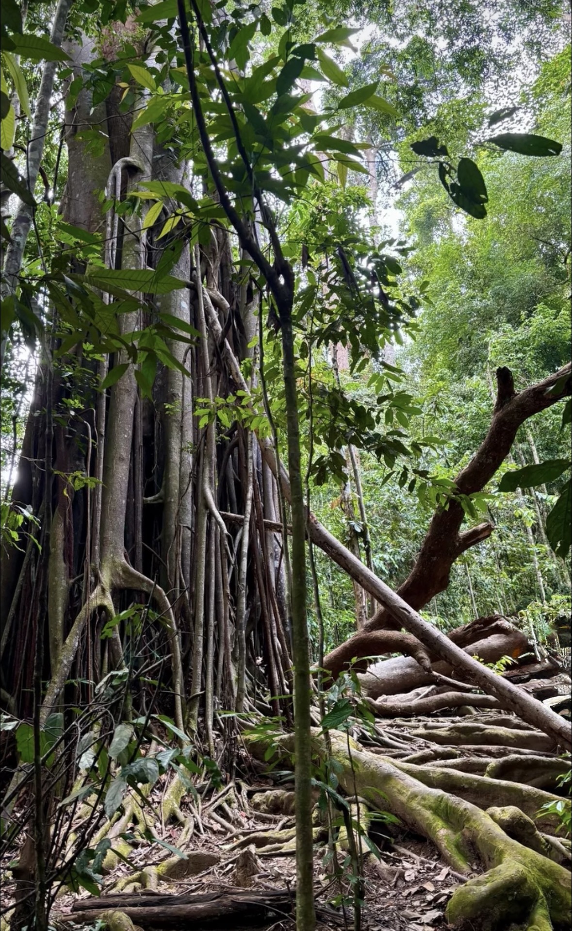 Rainforest trail through primary jungle in Gunung Leuser National Park, Sumatra