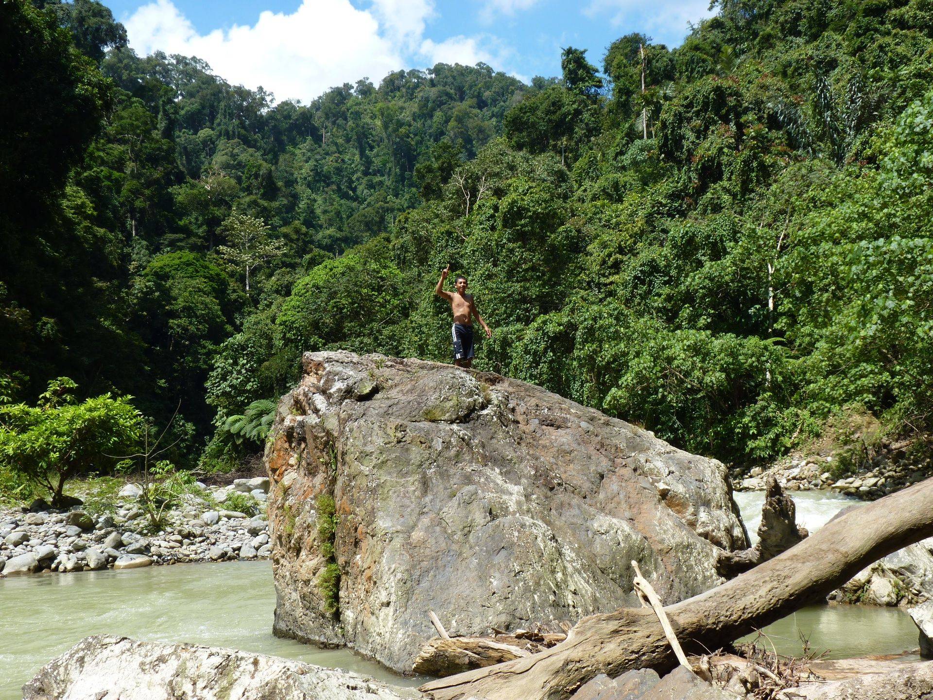 Wild adult Sumatran orangutan standing on a fallen tree deep in the rainforest