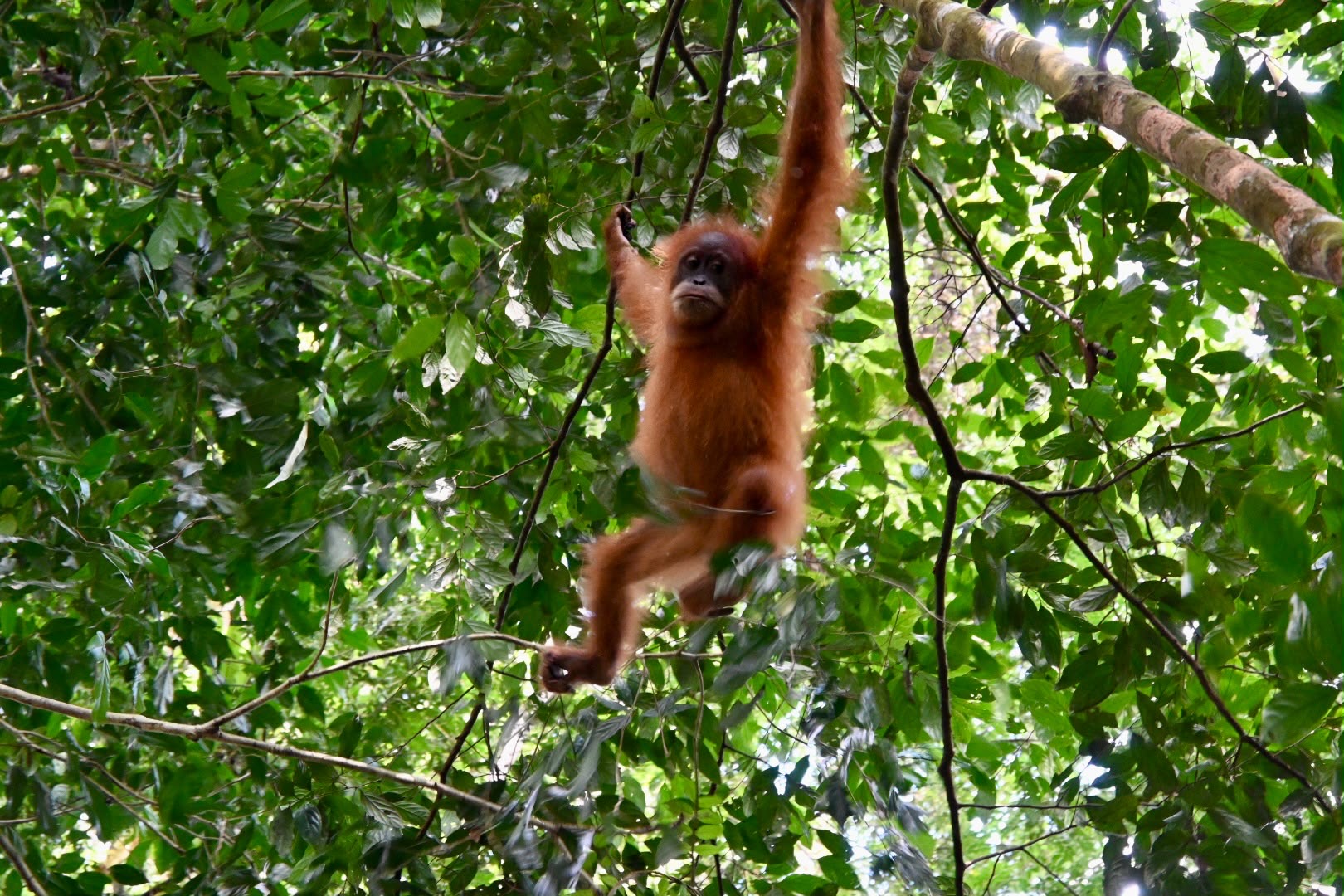 Young wild orangutan hanging from a tree branch in the Gunung Leuser rainforest during a Bukit Lawang jungle trek