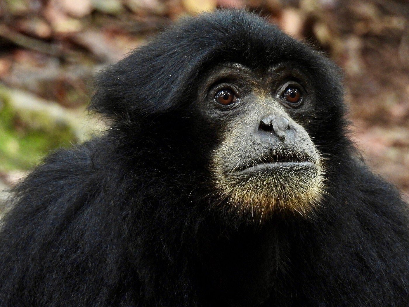 Black siamang gibbon calling from a branch in the Gunung Leuser rainforest
