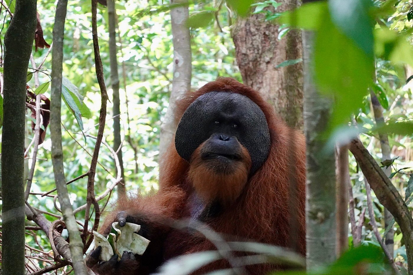 Dominant flanged male Sumatran orangutan in the remote northern reaches of Leuser