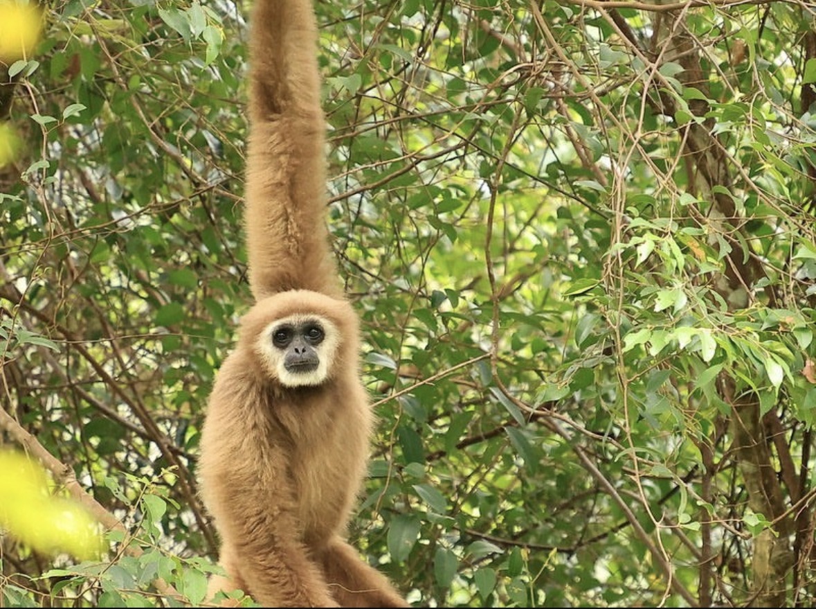 Young Sumatran orangutan resting on a branch in the rainforest of Gunung Leuser