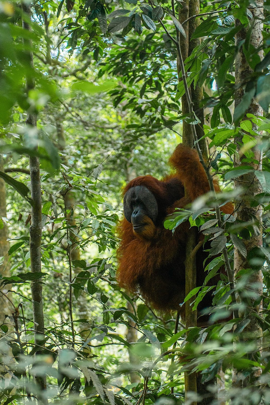 Trekking through the rainforest of Gunung Leuser National Park