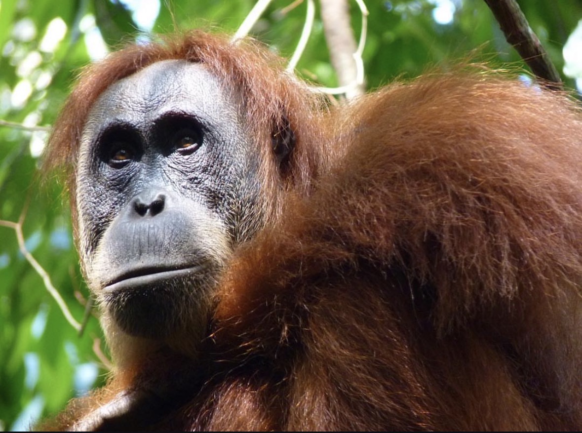 A wild Sumatran orangutan in the rainforest of Gunung Leuser National Park