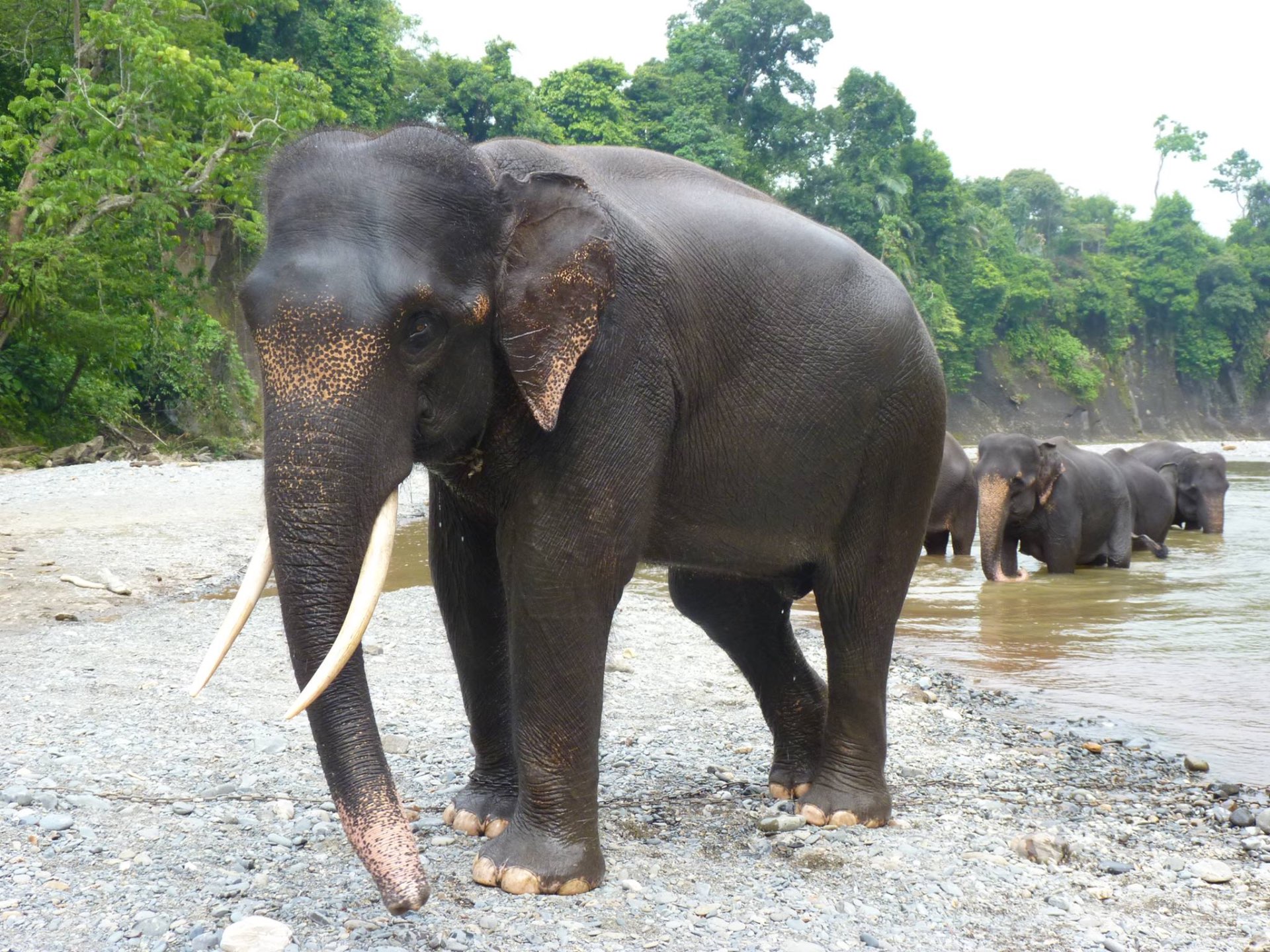 Rescued Sumatran elephant being bathed in the river at Tangkahan Conservation Response Unit