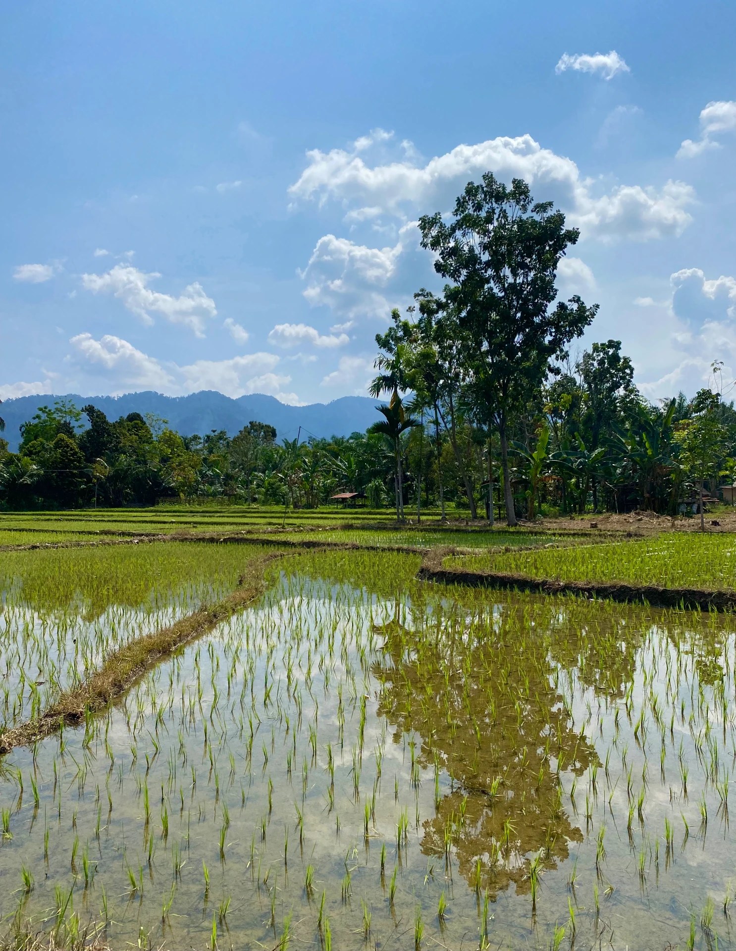 Flooded rice fields with palm trees and mountains behind the guest house at Villa Paradise guest house in Bukit Lawang, North Sumatra